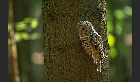 Habichtskauz (Strix uralensis)