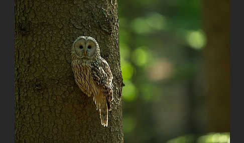 Habichtskauz (Strix uralensis)