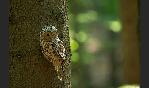 Habichtskauz (Strix uralensis)