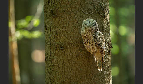 Habichtskauz (Strix uralensis)