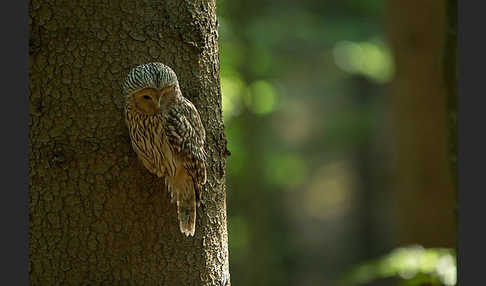 Habichtskauz (Strix uralensis)