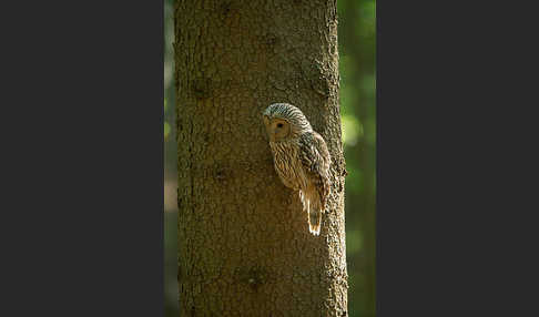 Habichtskauz (Strix uralensis)