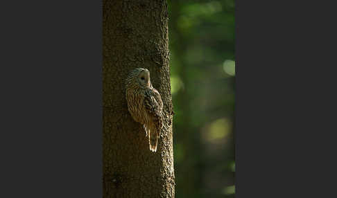 Habichtskauz (Strix uralensis)