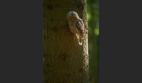 Habichtskauz (Strix uralensis)