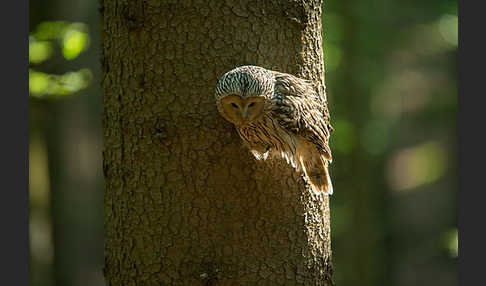 Habichtskauz (Strix uralensis)