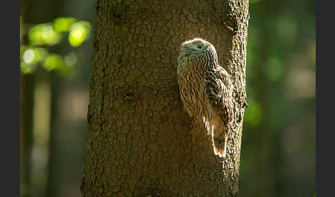 Habichtskauz (Strix uralensis)