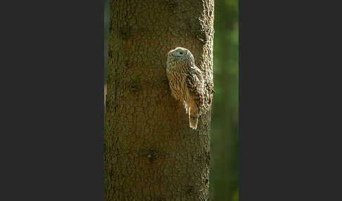 Habichtskauz (Strix uralensis)