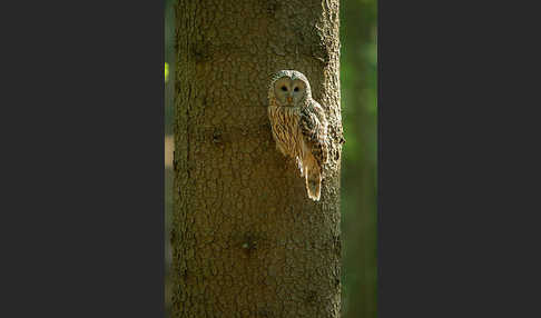 Habichtskauz (Strix uralensis)