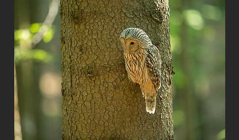 Habichtskauz (Strix uralensis)