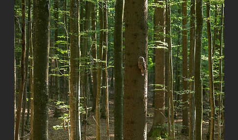 Habichtskauz (Strix uralensis)