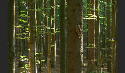 Habichtskauz (Strix uralensis)