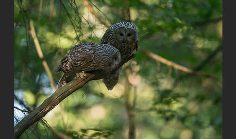 Habichtskauz (Strix uralensis)