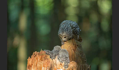 Habichtskauz (Strix uralensis)