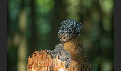 Habichtskauz (Strix uralensis)