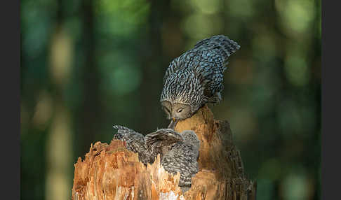 Habichtskauz (Strix uralensis)