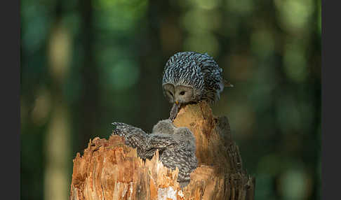 Habichtskauz (Strix uralensis)