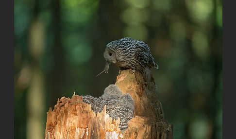 Habichtskauz (Strix uralensis)