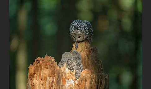 Habichtskauz (Strix uralensis)