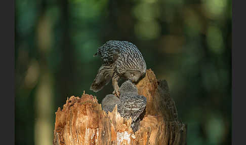 Habichtskauz (Strix uralensis)