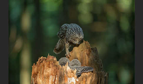 Habichtskauz (Strix uralensis)