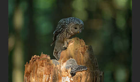 Habichtskauz (Strix uralensis)