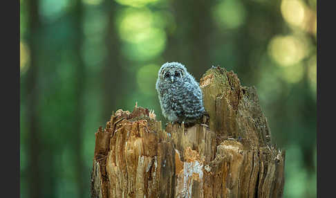 Habichtskauz (Strix uralensis)