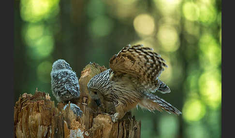 Habichtskauz (Strix uralensis)