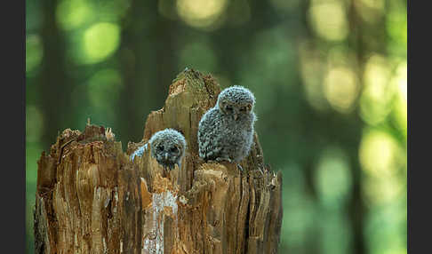 Habichtskauz (Strix uralensis)