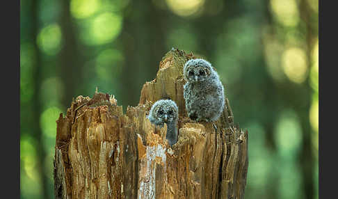 Habichtskauz (Strix uralensis)