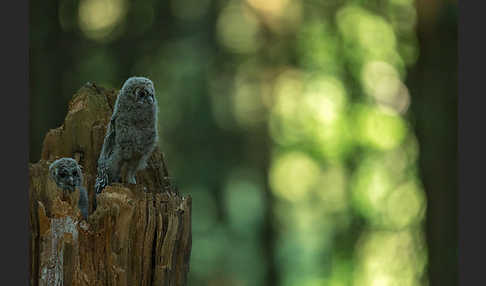 Habichtskauz (Strix uralensis)