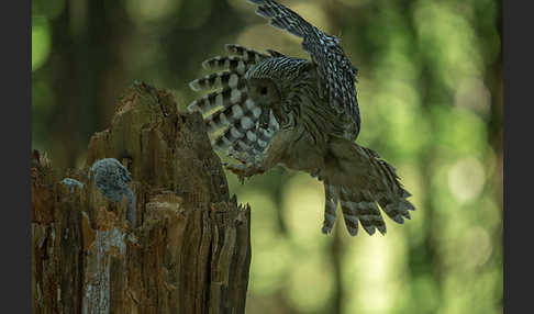 Habichtskauz (Strix uralensis)