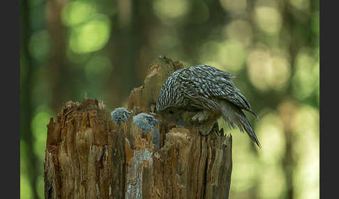 Habichtskauz (Strix uralensis)