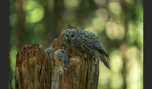 Habichtskauz (Strix uralensis)