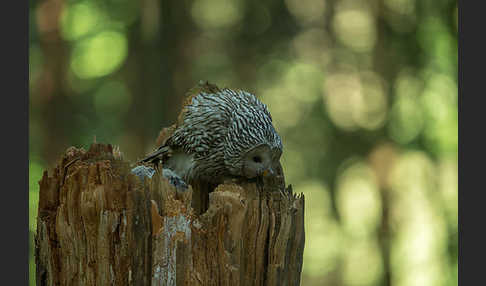 Habichtskauz (Strix uralensis)