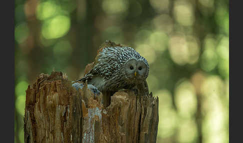 Habichtskauz (Strix uralensis)