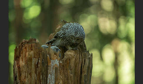 Habichtskauz (Strix uralensis)