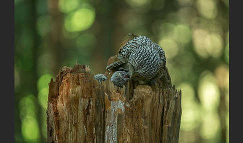 Habichtskauz (Strix uralensis)