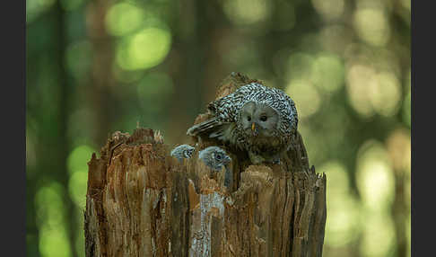 Habichtskauz (Strix uralensis)