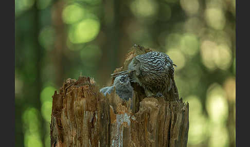 Habichtskauz (Strix uralensis)