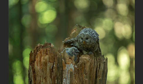 Habichtskauz (Strix uralensis)