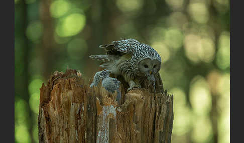 Habichtskauz (Strix uralensis)