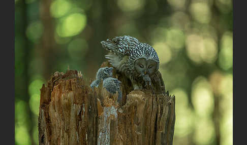 Habichtskauz (Strix uralensis)