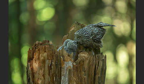 Habichtskauz (Strix uralensis)