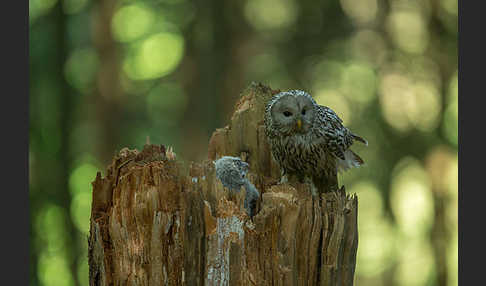 Habichtskauz (Strix uralensis)