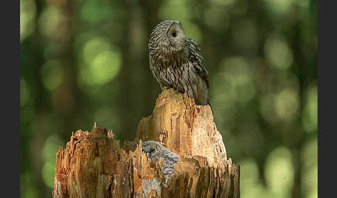 Habichtskauz (Strix uralensis)