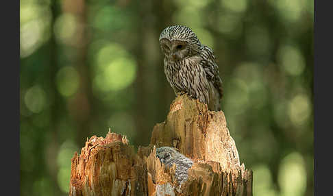 Habichtskauz (Strix uralensis)