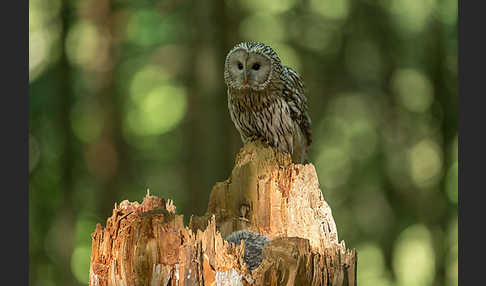 Habichtskauz (Strix uralensis)