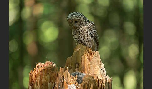 Habichtskauz (Strix uralensis)