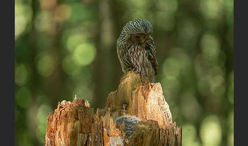 Habichtskauz (Strix uralensis)