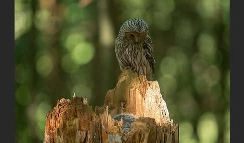 Habichtskauz (Strix uralensis)